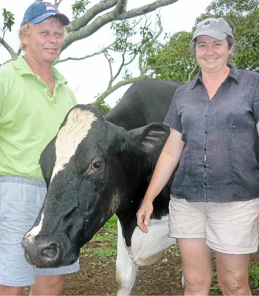 FAVOURITE: Tony and Leesa Northfield with Kaloola Terra Bunty II, a favourite cow and granddaughter of Starbuck Betty. FAVOURITE: Tony and Leesa Northfield with Kaloola Terra Bunty II, a favourite cow and granddaughter of Starbuck Betty.